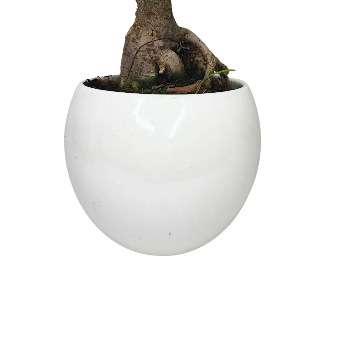 Bonsai Ficus Ginseng Keramiktopf Apulien Pflanzenhöhe 40 cm