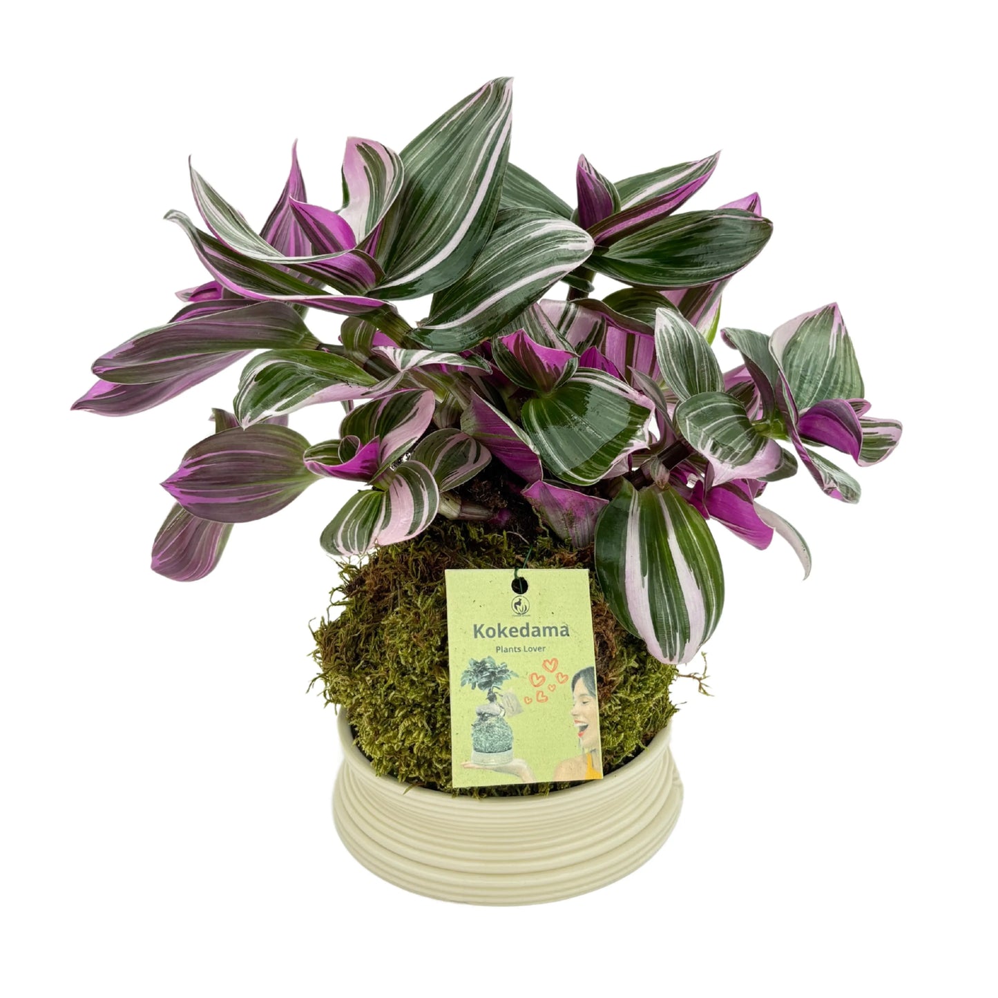 Tradescantia Zebrina im Kokedama Pflanzenhöhe 25