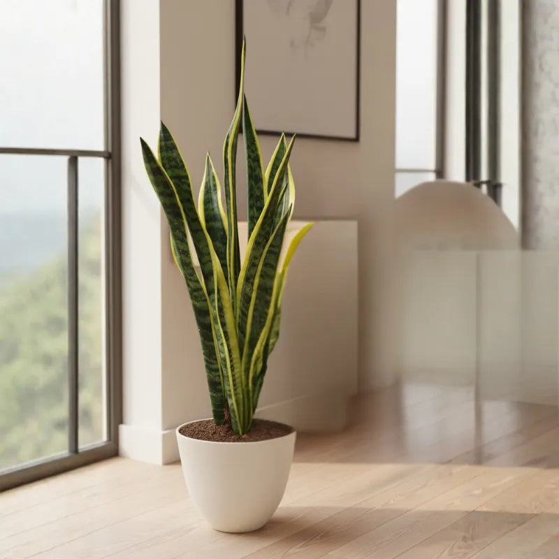 Sansevieria Laurentii D.17 H.60 cm
