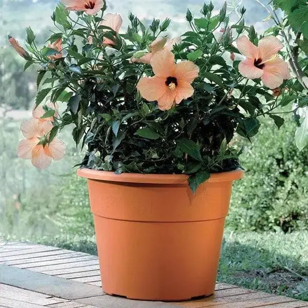 Bama vaso hedera diverse misure