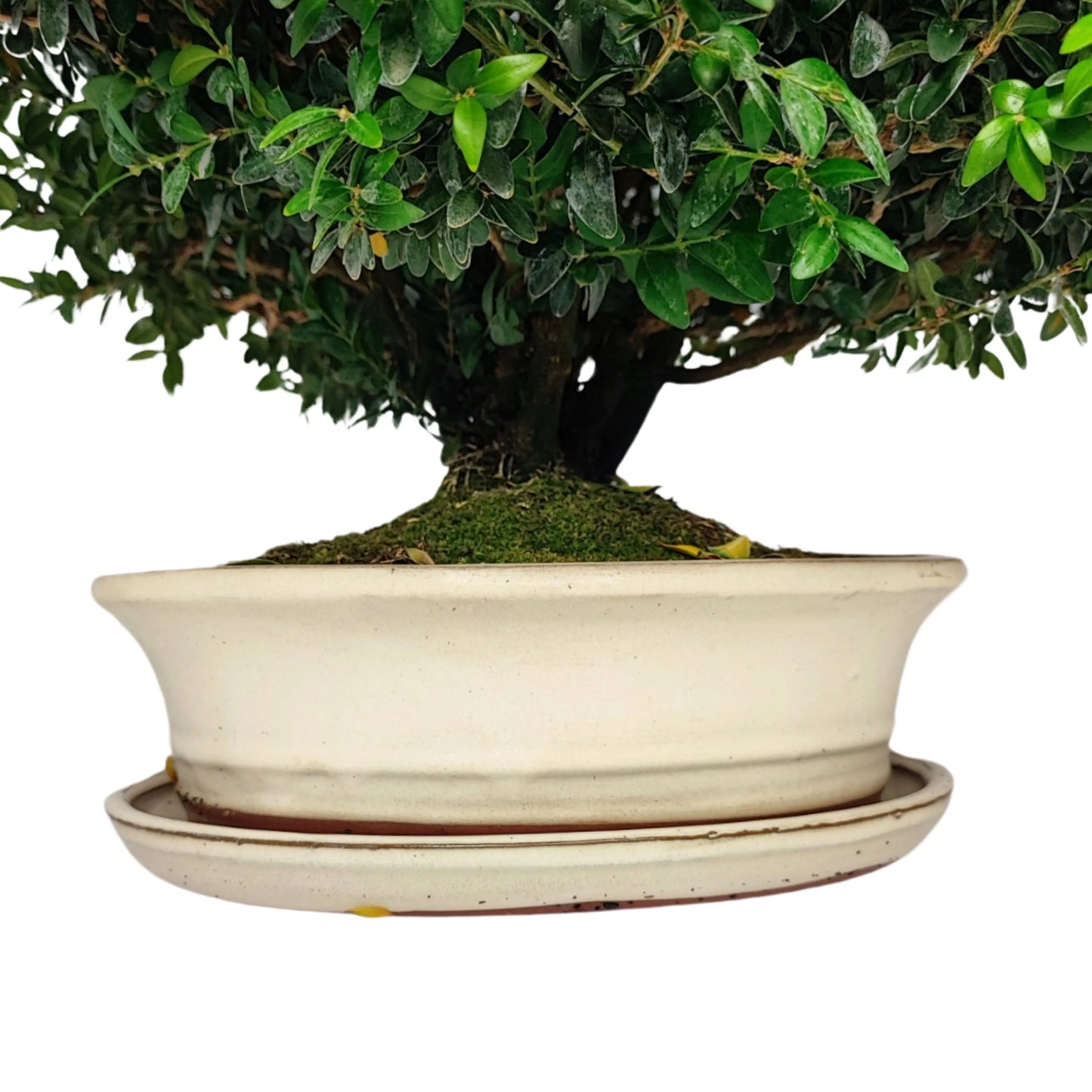 Bonsai Buxus sp. (Buchsbaum) 15 Jahre – Premium-Kollektion