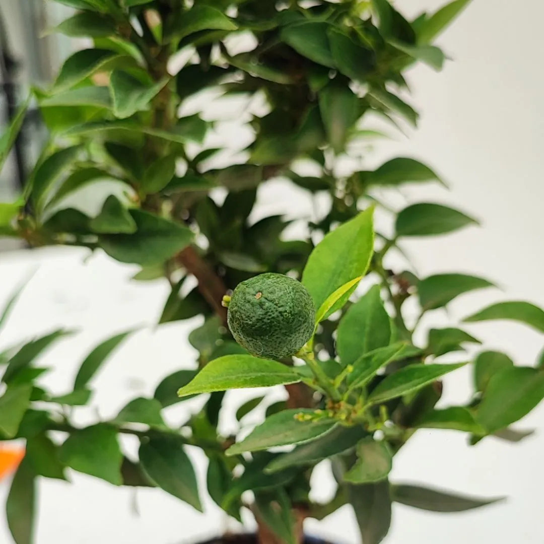 Bonsai 8 Anni Citrus Myrtifolia (8 Anni ) - Collezione Premium