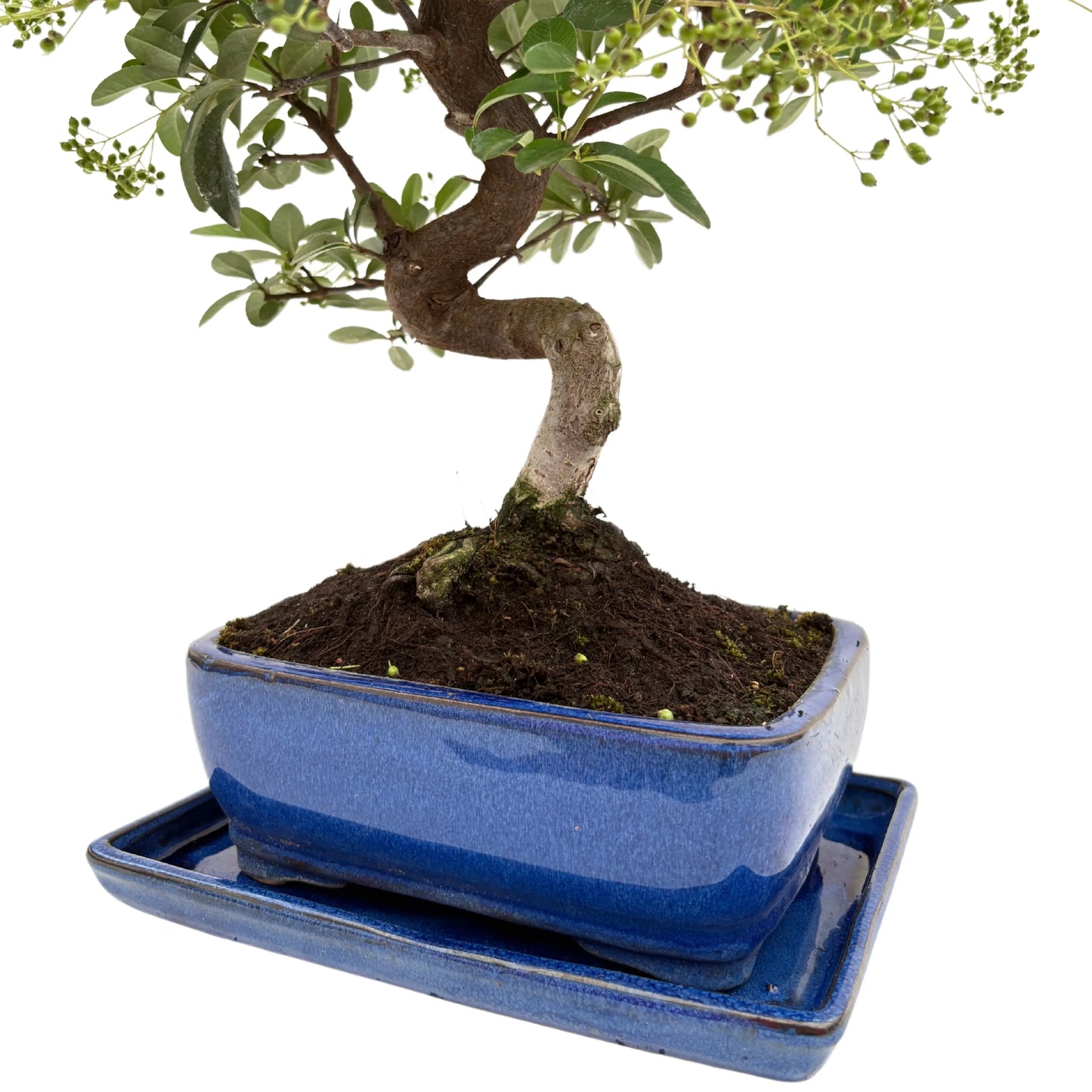 Bonsai Pyracantha sp. 13 Jahre - Premium Kollektion