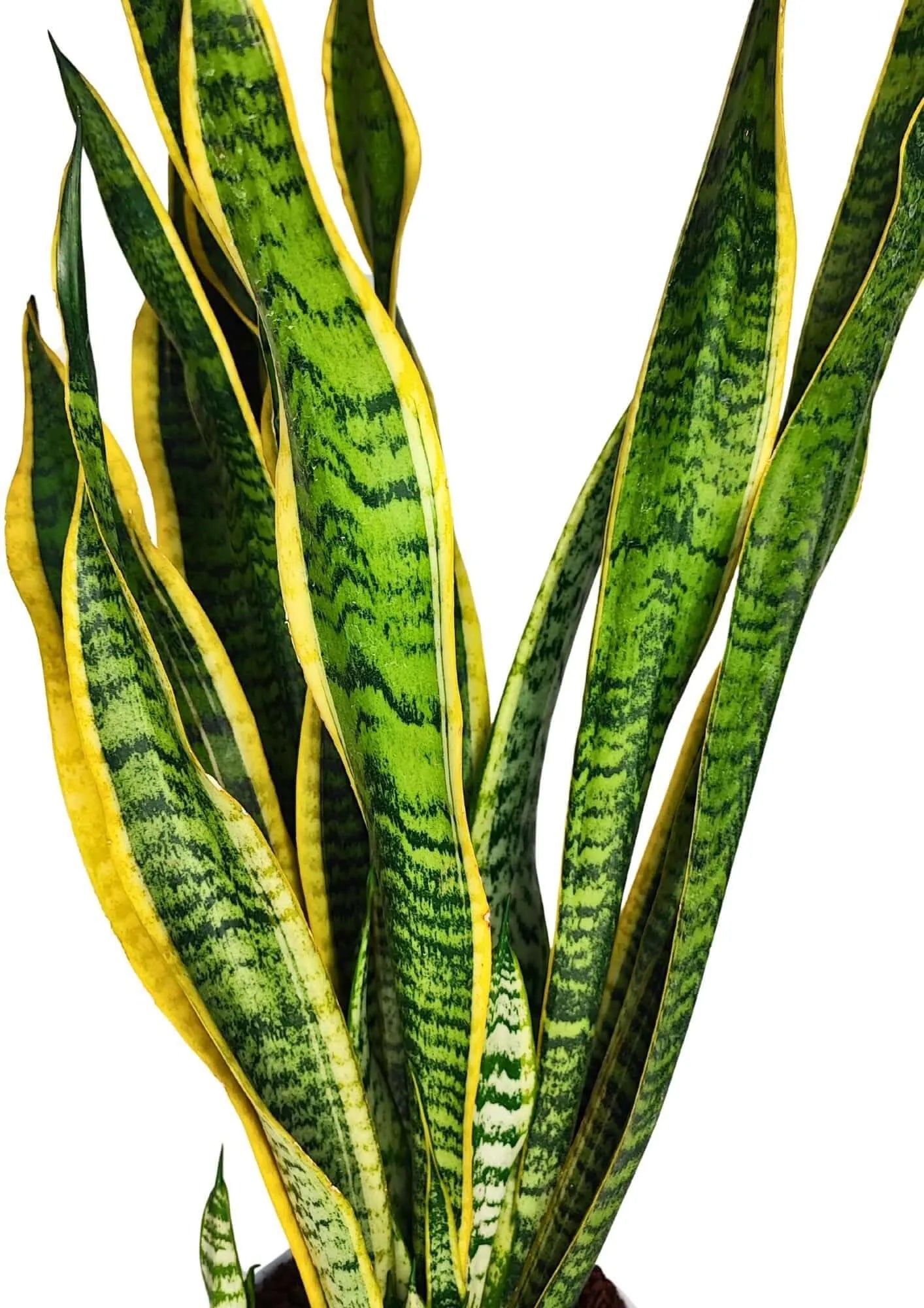 Sansevieria Laurentii - Pflanzenhöhe 40 cm