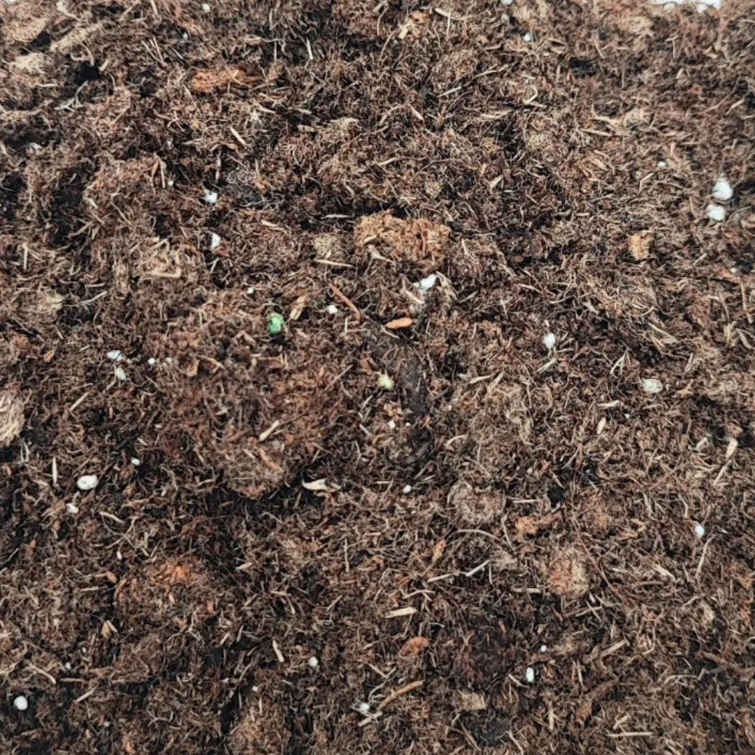 Terrarienerde