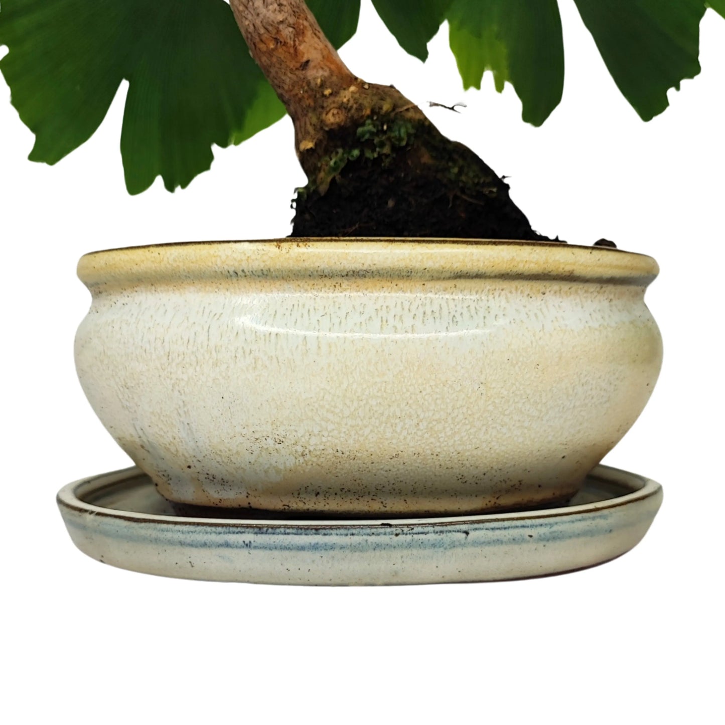 Ginkgo Biloba Bonsai 8 Jahre – Premium-Kollektion