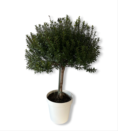 Piantina Alberello di Mirto - Myrtus Microphylla CERTIFICATA