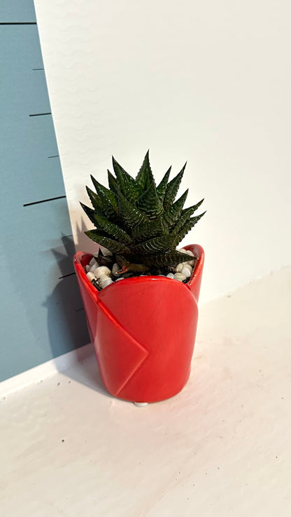 Mini Piantina grassa in vaso rosso cuore ceramica CERTIFICATA
