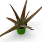 Pianta di Aloe Vera