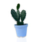 Mini Piantina di Opuntia Vulgaris CERTIFICATA