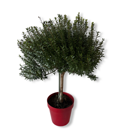 Piantina Alberello di Mirto - Myrtus Microphylla CERTIFICATA