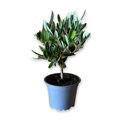 Mini Ulivo cespuglio simil-Bonsai cipressino CERTIFICATA