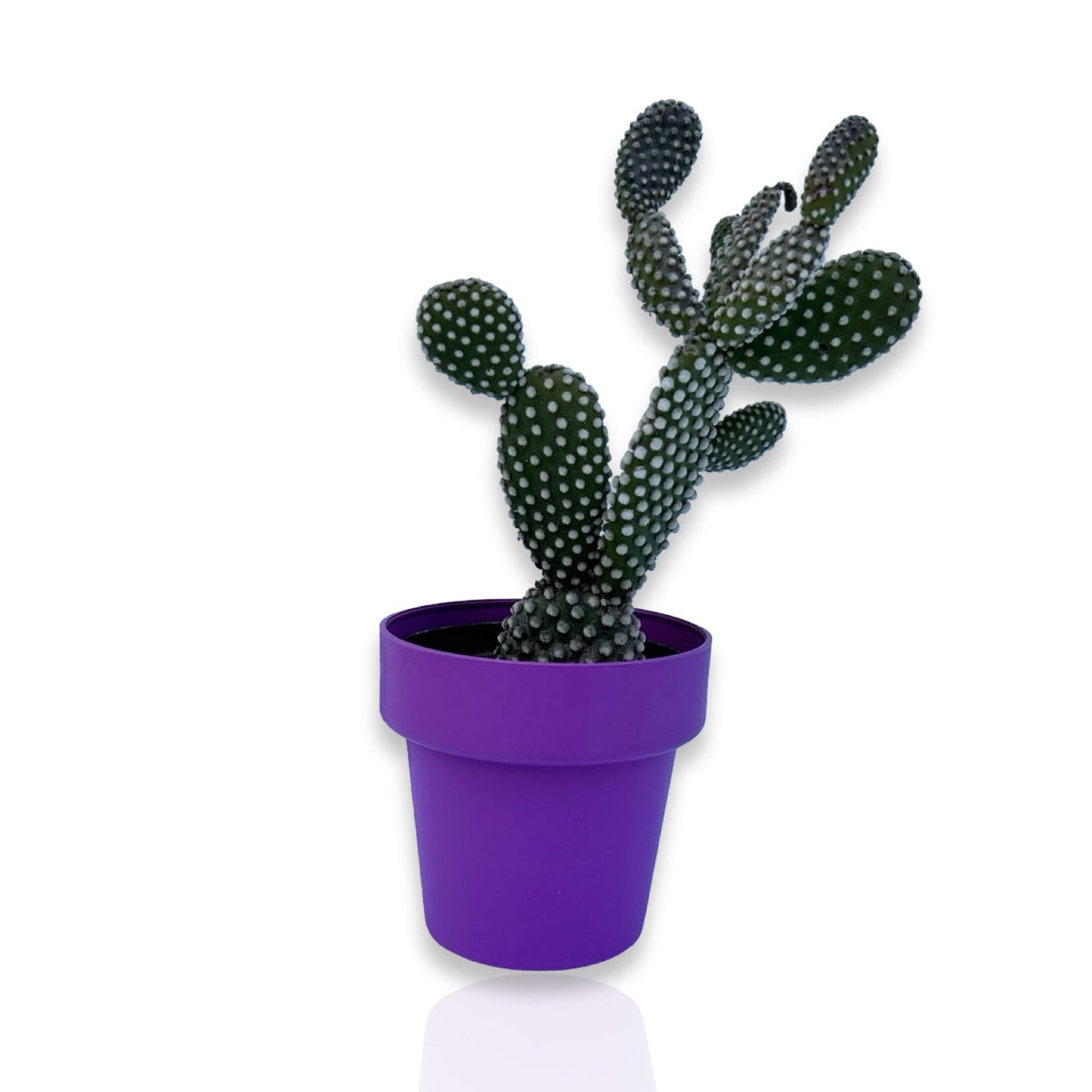 Fico d'India microvilloso Pianta Grassa Opuntia microdasys (Lehm.) Pfeiff.