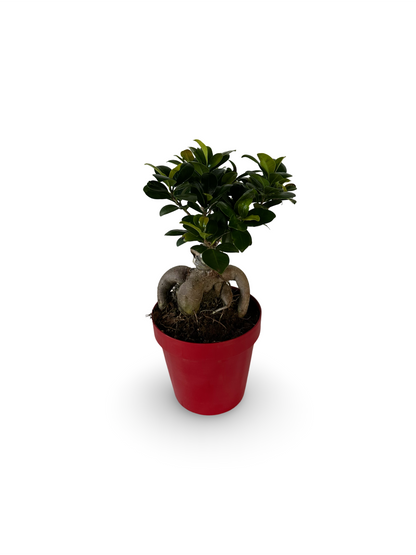 Bonsai Ginseng Ficus Microcarpa vaso plastica