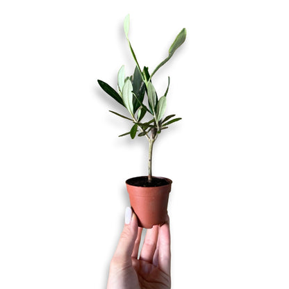 Ulivo cespuglio simil-Bonsai cipressino in vaso plastica CERTIFICATA