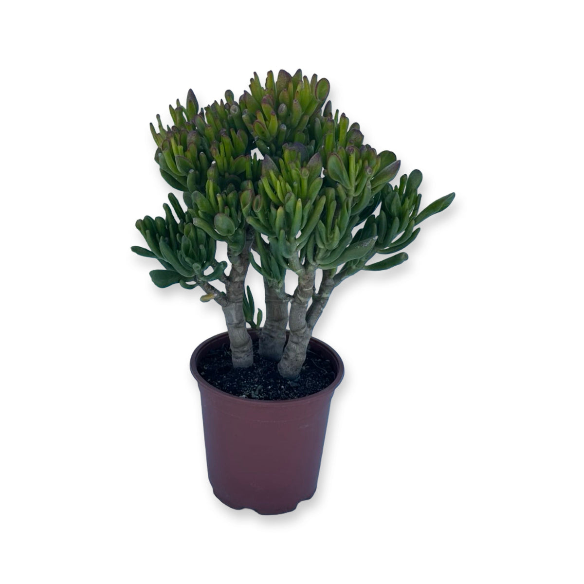 Mini Piantina di Crassula Hobbit