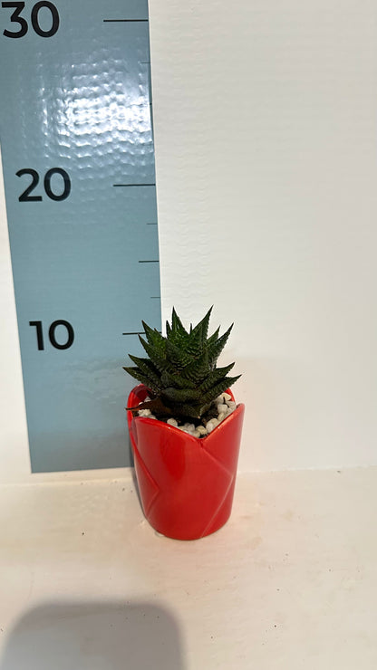 Mini Piantina grassa in vaso rosso cuore ceramica CERTIFICATA