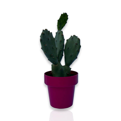 Mini Piantina di Opuntia Vulgaris CERTIFICATA