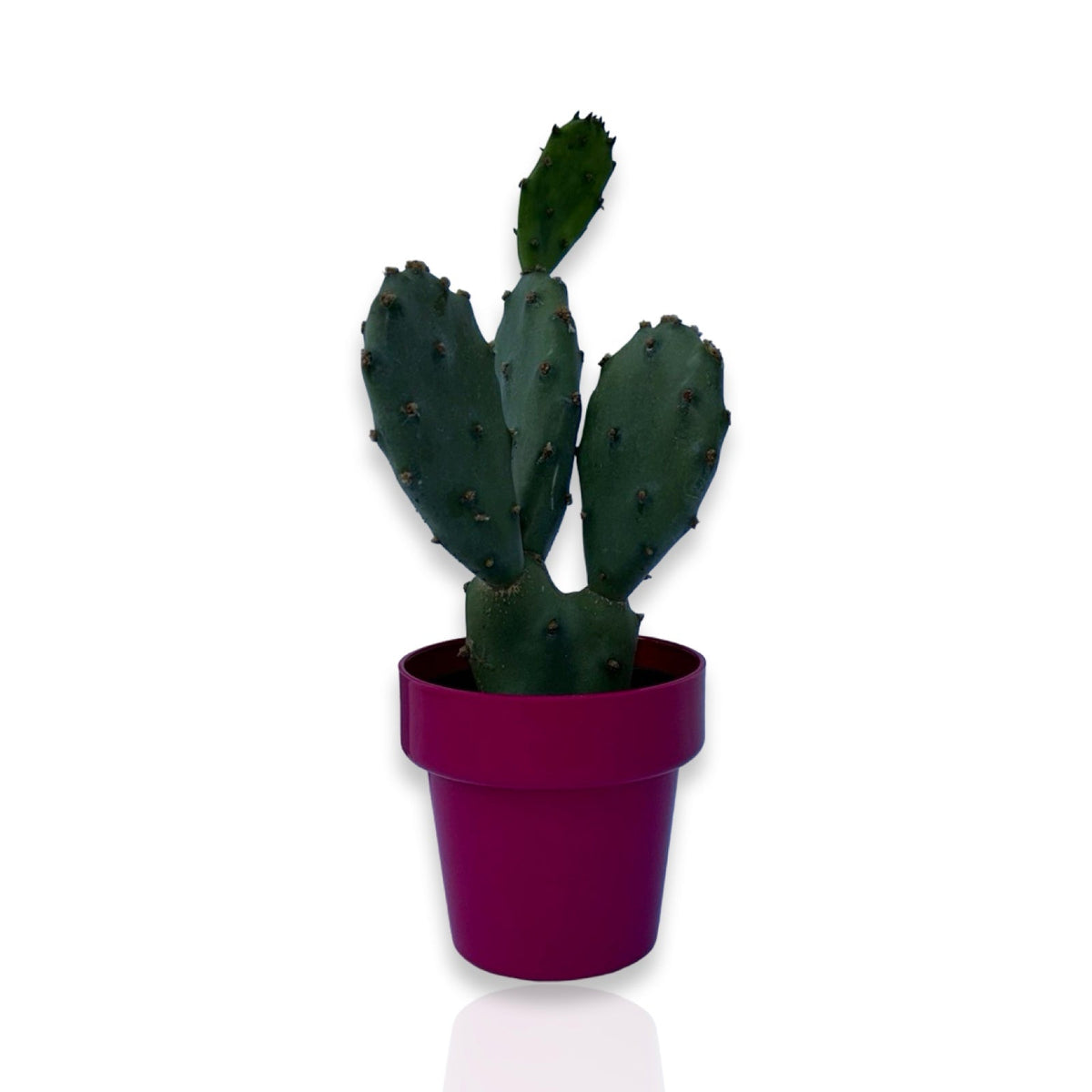 Piantina di Opuntia Vulgaris CERTIFICATA