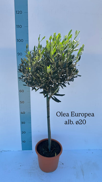 Piantina Alberello di Ulivo Cipressino - Olea Europea CERTIFICATA