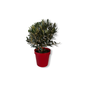 Ulivo cespuglio simil-Bonsai cipressino in vaso plastica CERTIFICATA