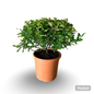 Pianta di Zanthoxylum beecheyanum - Pepe Giapponese