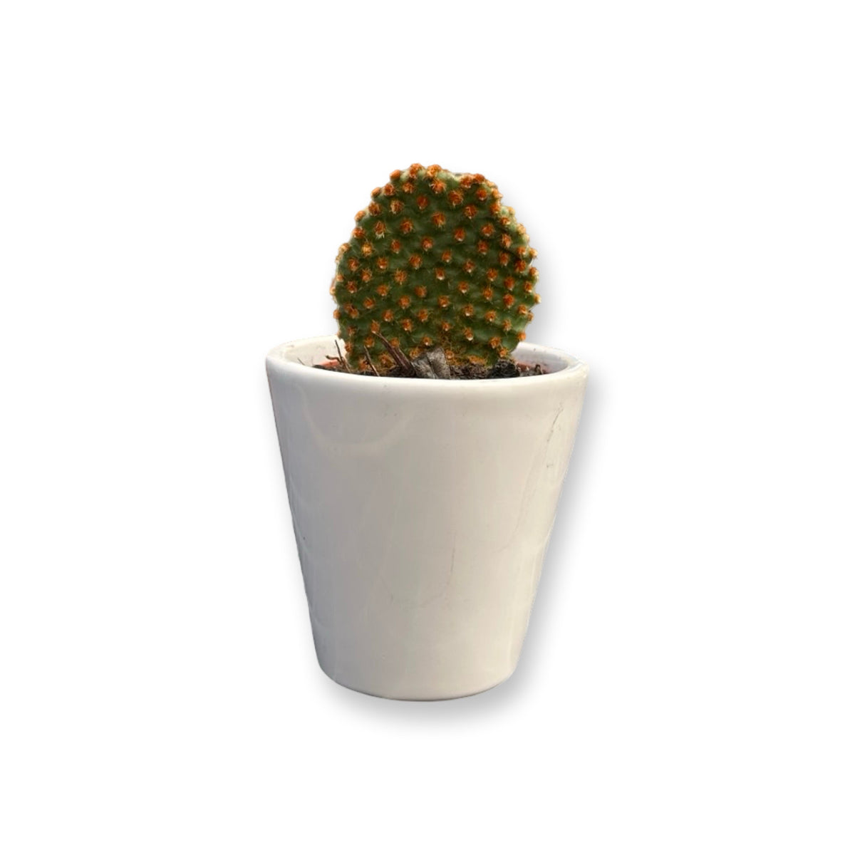 Set mini piante grasse vere vaso ceramica 5,5cm