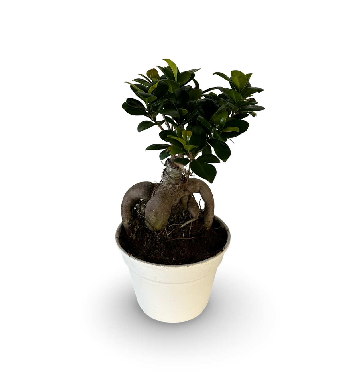 Bonsai Ginseng Ficus Microcarpa vaso plastica