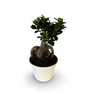 Bonsai Ginseng Ficus Microcarpa vaso plastica