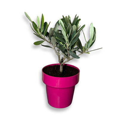 Piantina di Ulivo H20cm v10cm Plastica per bomboniere CERTIFICATA