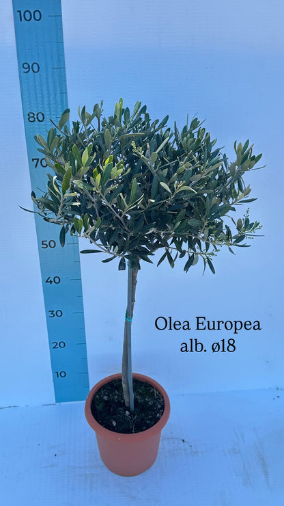 Piantina Alberello di Ulivo Cipressino - Olea Europea CERTIFICATA