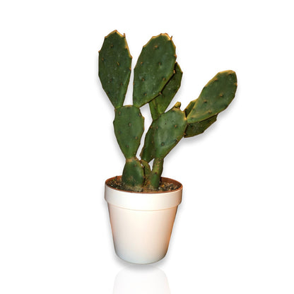 Mini Piantina di Opuntia Vulgaris CERTIFICATA