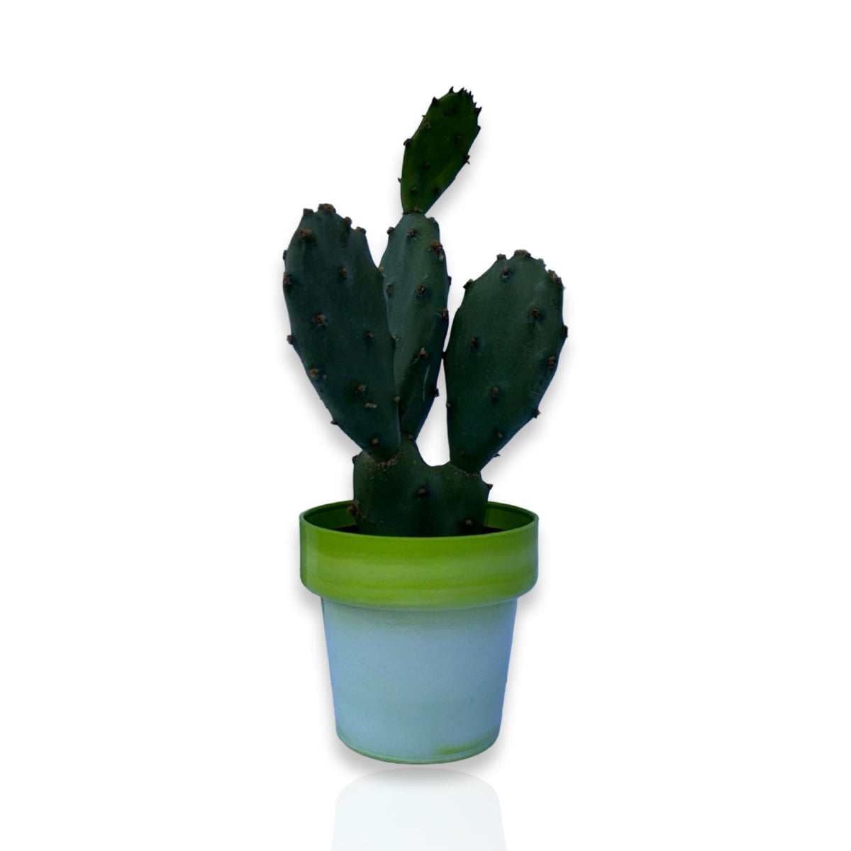 Piantina di Opuntia Vulgaris CERTIFICATA