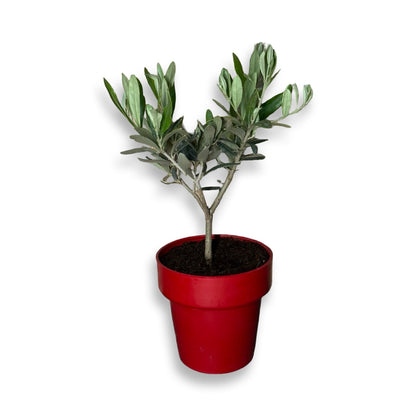 Mini Ulivo cespuglio simil-Bonsai cipressino CERTIFICATA