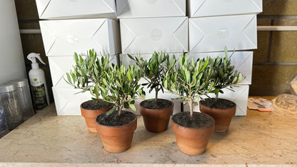 Set 5 Scatoline per Bomboniere Bianche 11,5cm x 11,5cm x 23cm