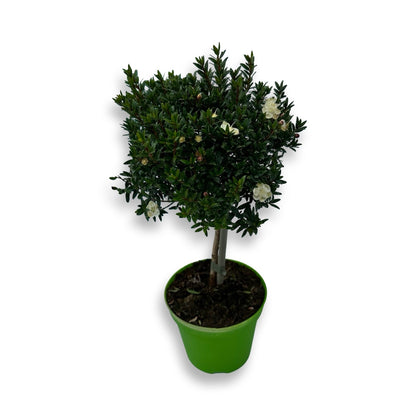 Piantina Alberello di Mirto - Myrtus Microphylla CERTIFICATA