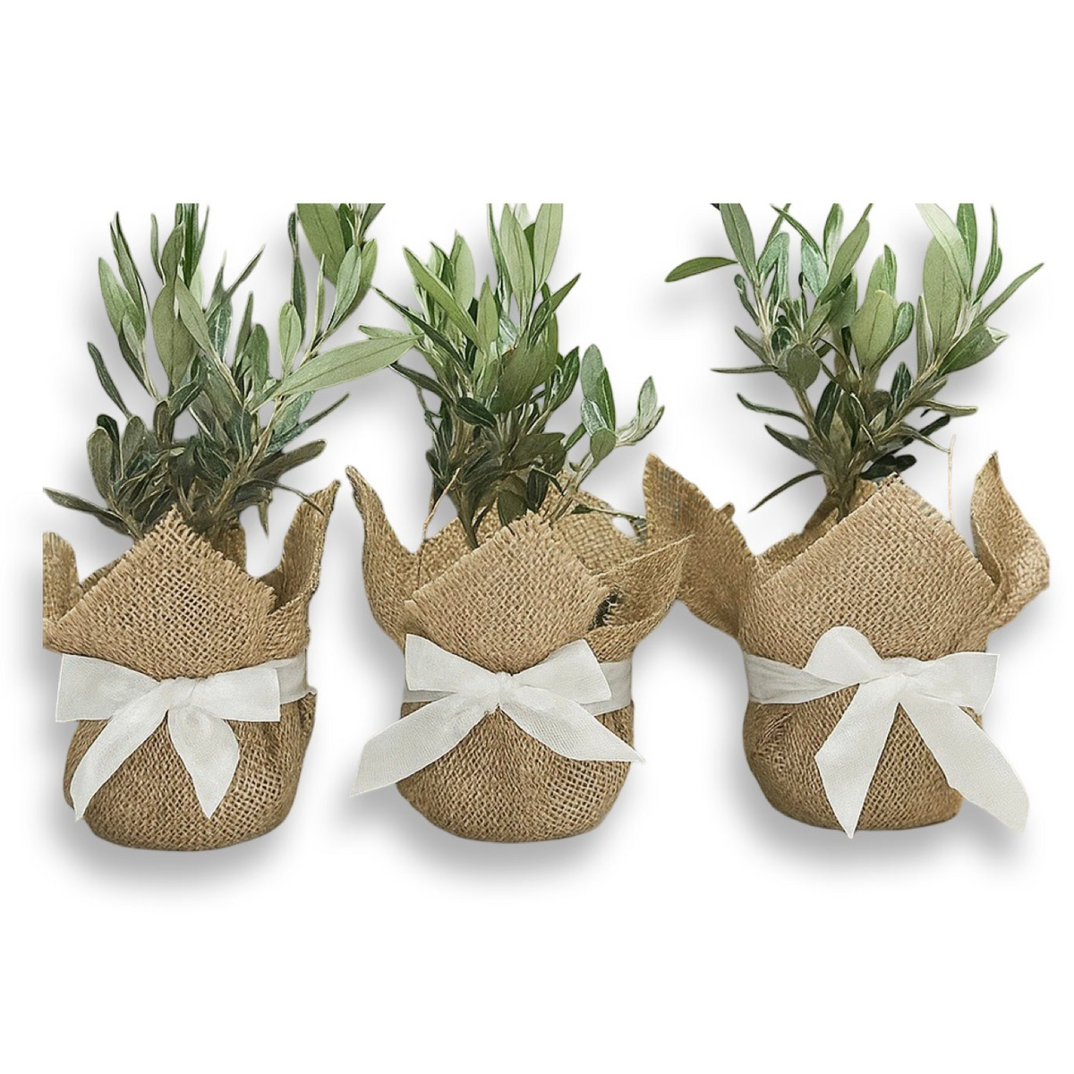 Ulivo cespuglio simil-Bonsai cipressino in vaso plastica CERTIFICATA
