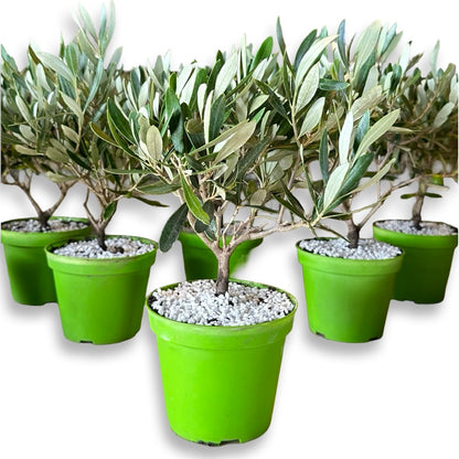 Piantine di Ulivo per bomboniere v12cm simil Bonsai CERTIFICATE
