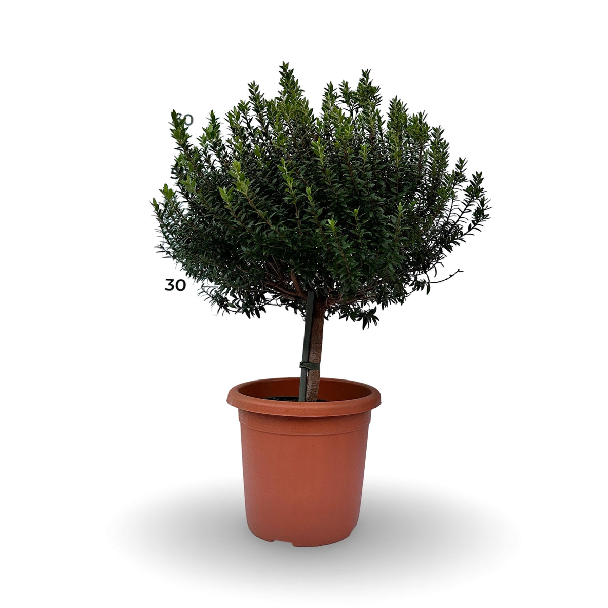 Piantina Alberello di Mirto - Myrtus Microphylla CERTIFICATA