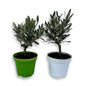 Mini Ulivo cespuglio simil-Bonsai cipressino CERTIFICATA