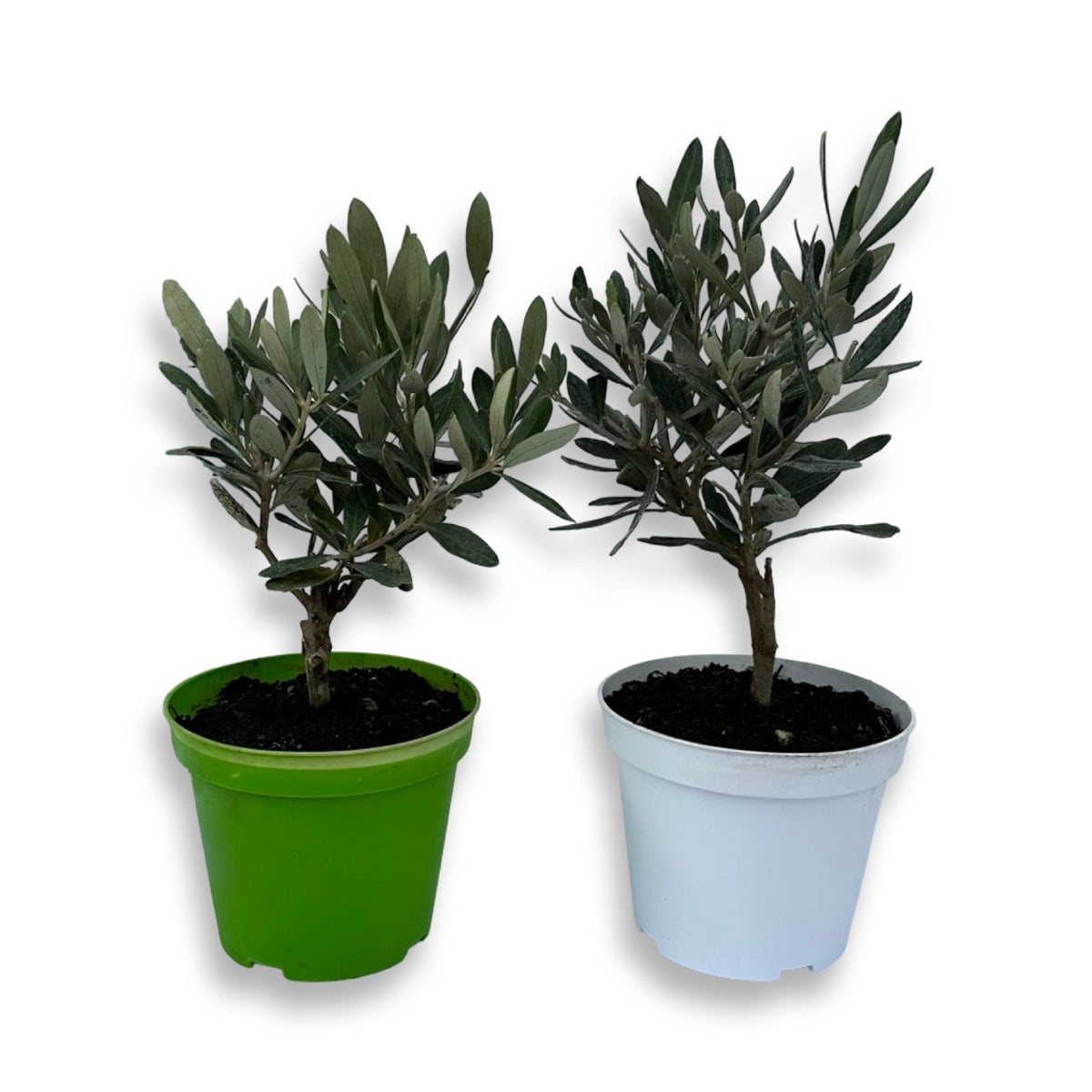 Piantine di Ulivo per bomboniere v12cm simil Bonsai CERTIFICATE