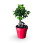 Bonsai Ginseng Ficus Microcarpa vaso plastica