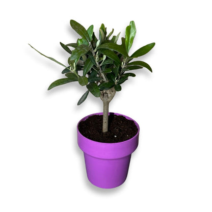 Ulivo cespuglio simil-Bonsai cipressino in vaso plastica CERTIFICATA