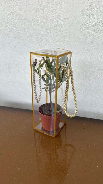 Set 5 Scatoline per Bomboniere 7cm x 7cm x 21cm Trasparenti bordi oro e lacci