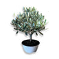 Ciotola simil-Bonsai di Ulivo - Olea europea cipressino CERTIFICATA