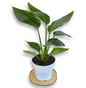 Strelitzia Augusta Nicolai