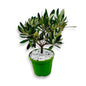 Piantine di Ulivo per bomboniere v12cm simil Bonsai CERTIFICATE