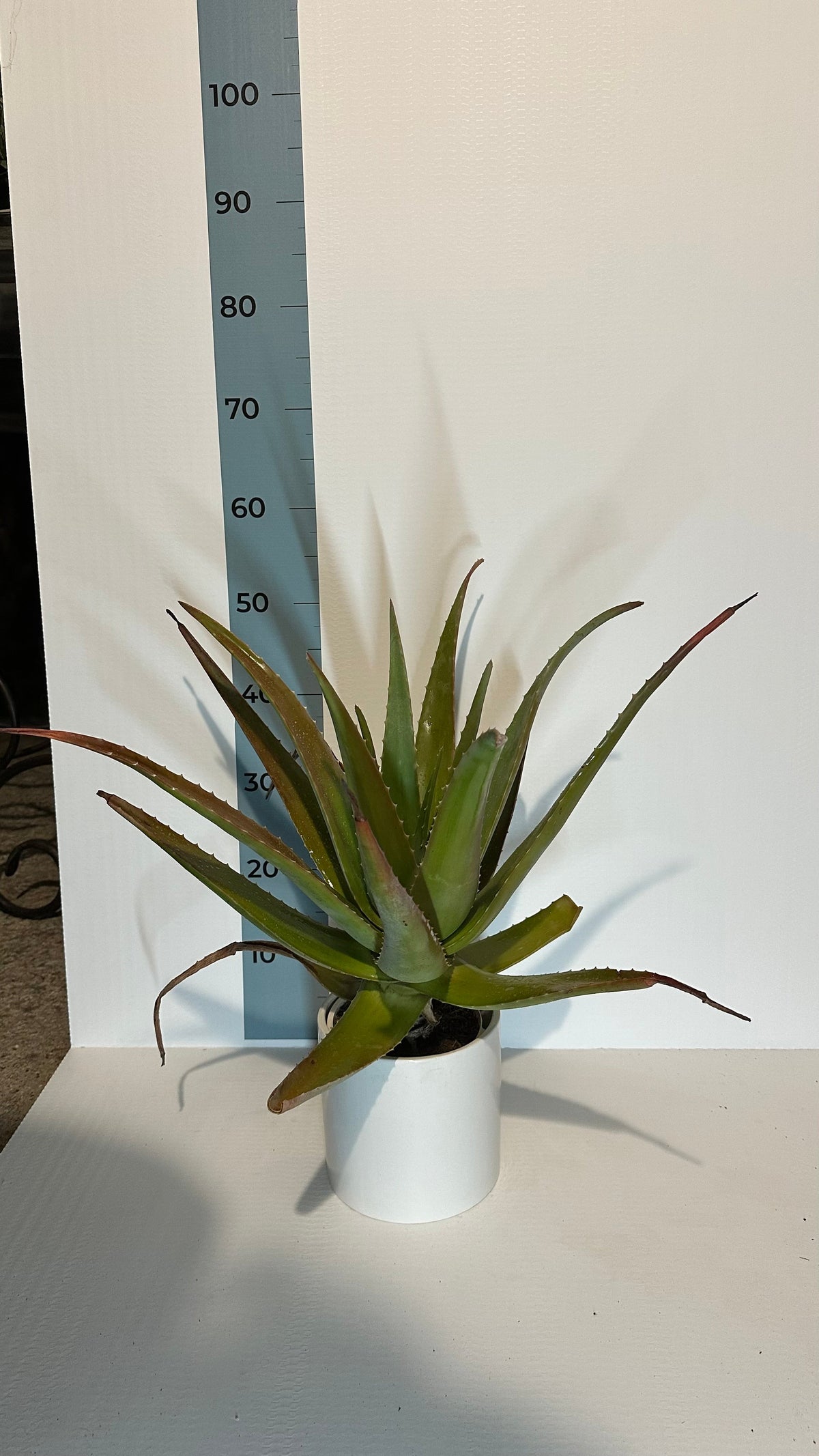 Pianta di Aloe Vera