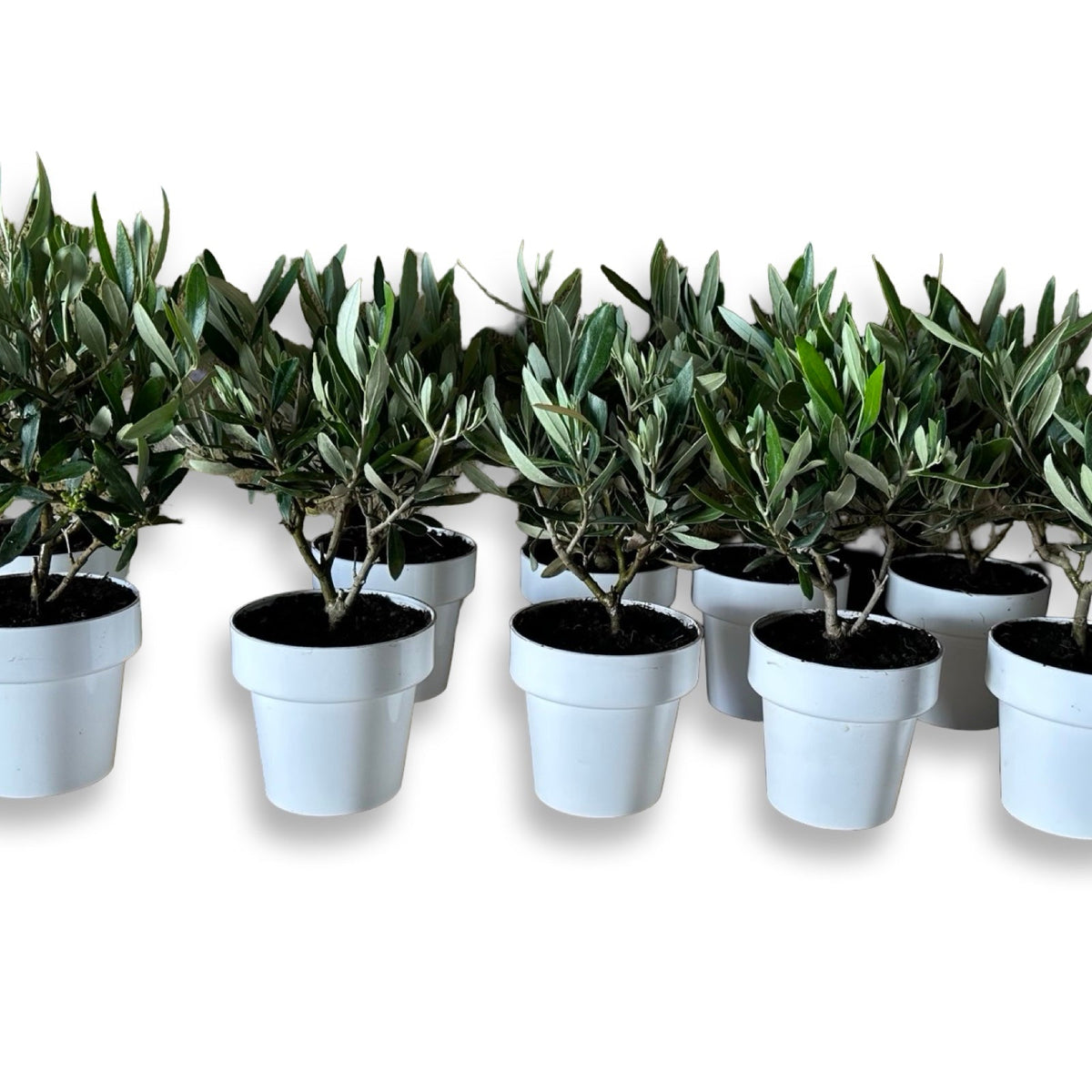 Mini Ulivo cespuglio simil-Bonsai cipressino CERTIFICATA