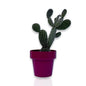 Fico d'India microvilloso Pianta Grassa Opuntia microdasys (Lehm.) Pfeiff.